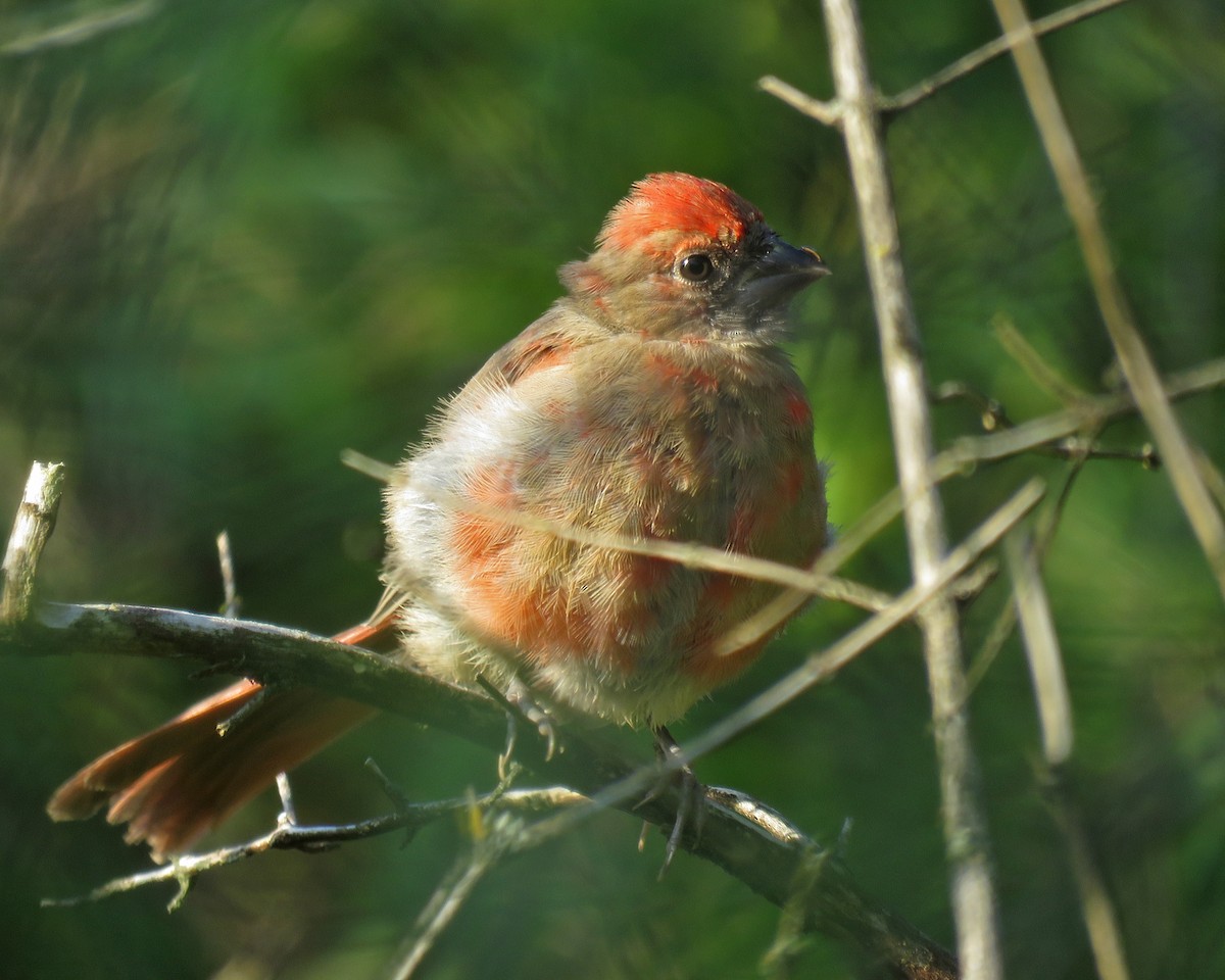 Northern Cardinal - ML642716337