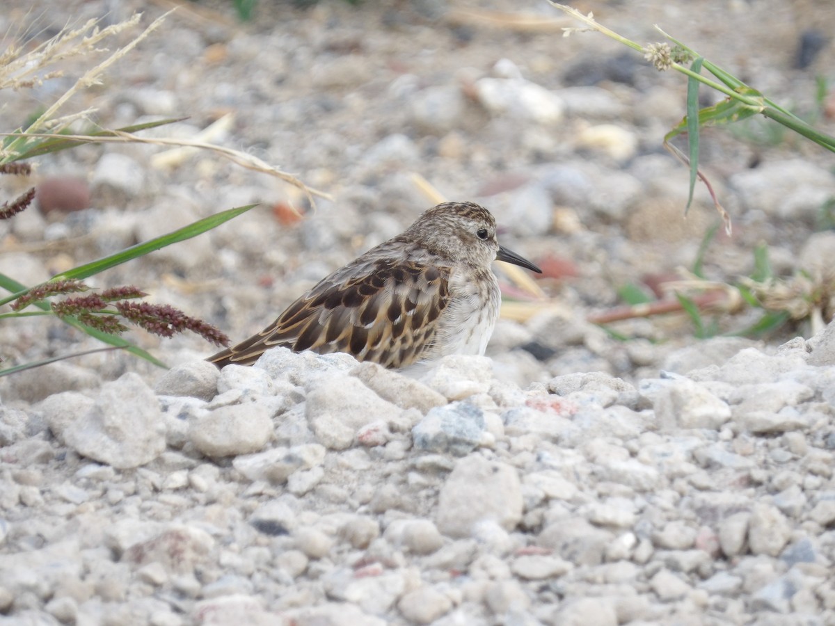 Least Sandpiper - ML642716339