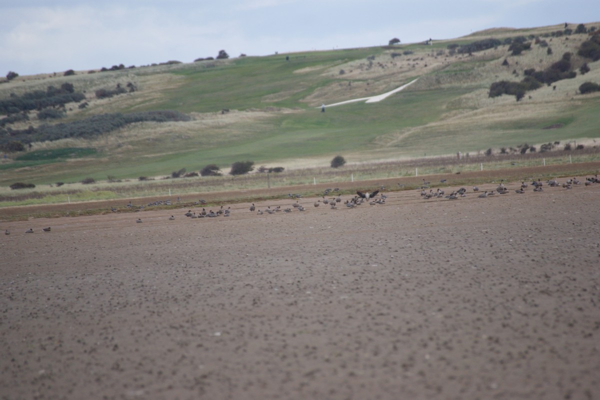 Pink-footed Goose - ML642716345