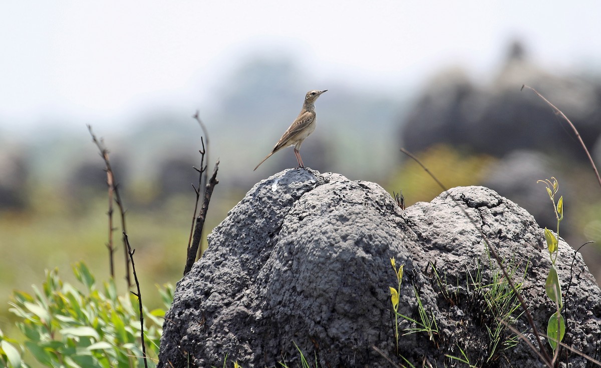 Plain-backed Pipit - ML642716346