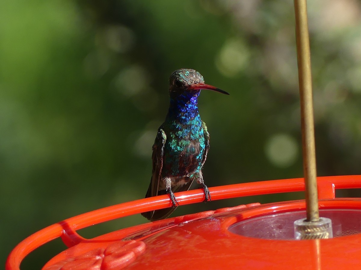 Broad-billed Hummingbird - ML642716351