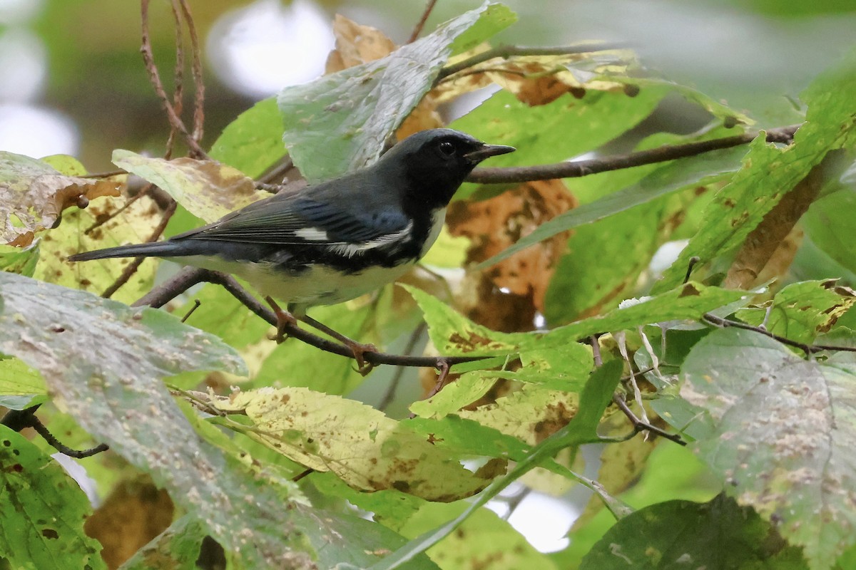 Black-throated Blue Warbler - ML642716352