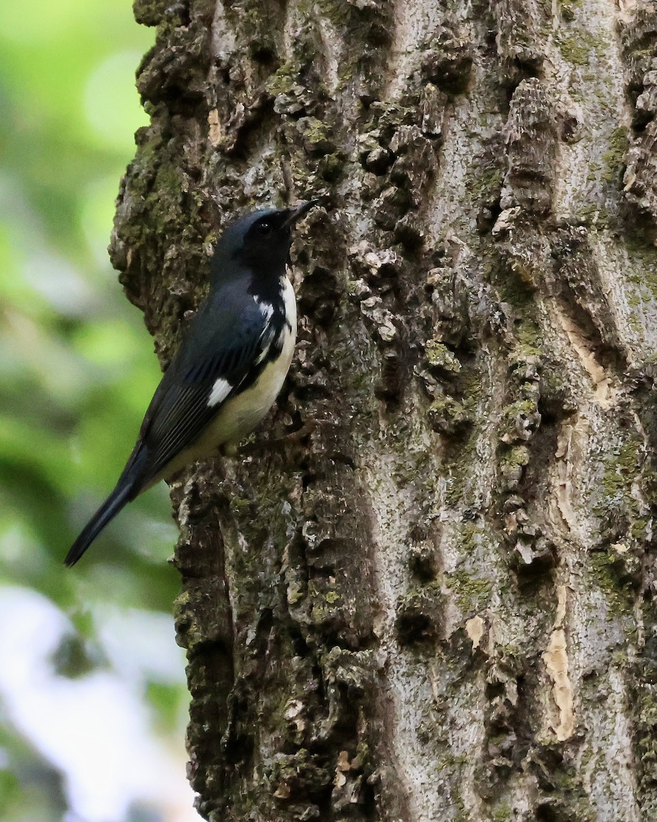 Black-throated Blue Warbler - ML642716353