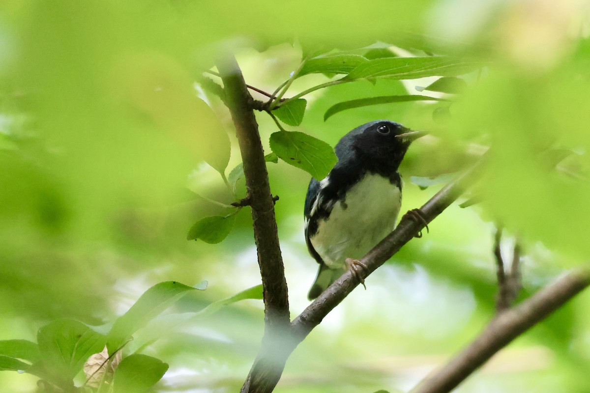 Black-throated Blue Warbler - ML642716354
