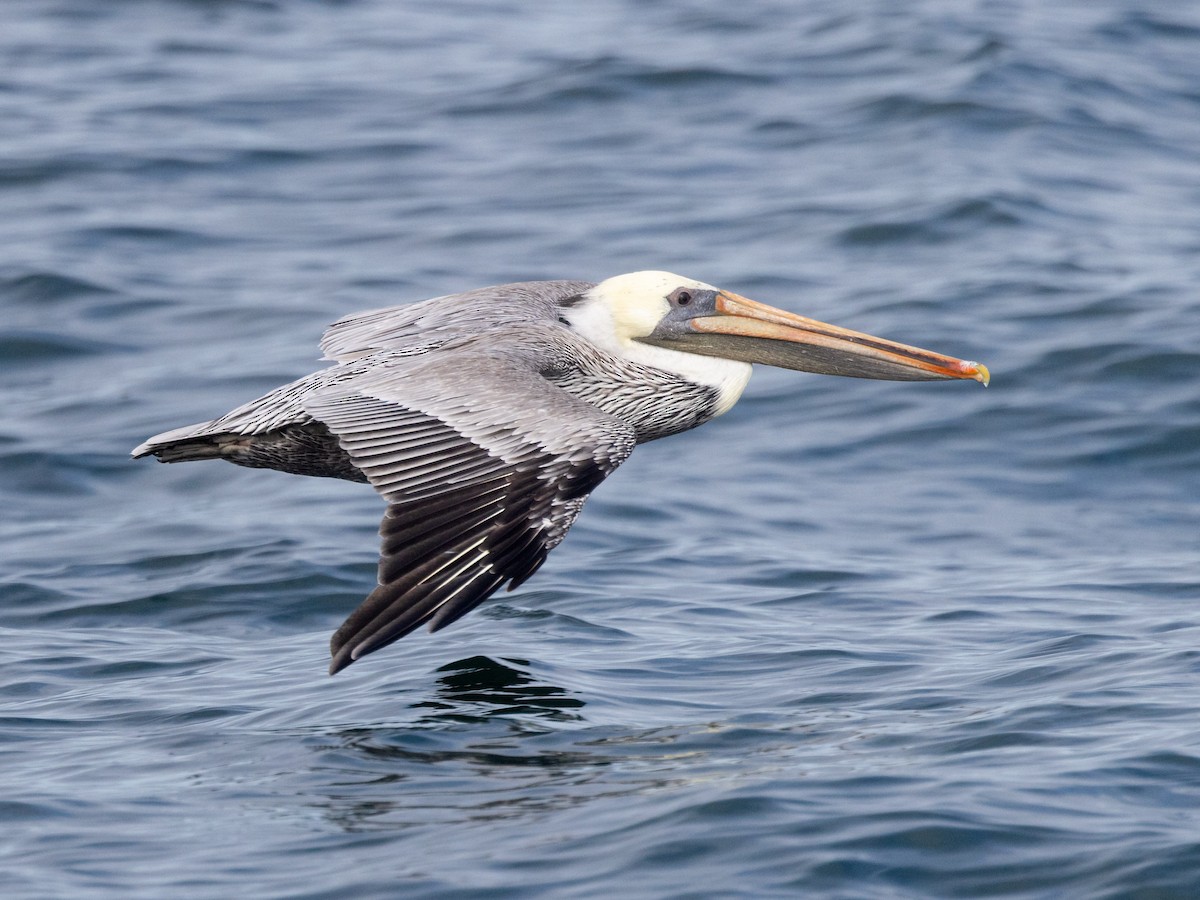 Brown Pelican - ML642716356