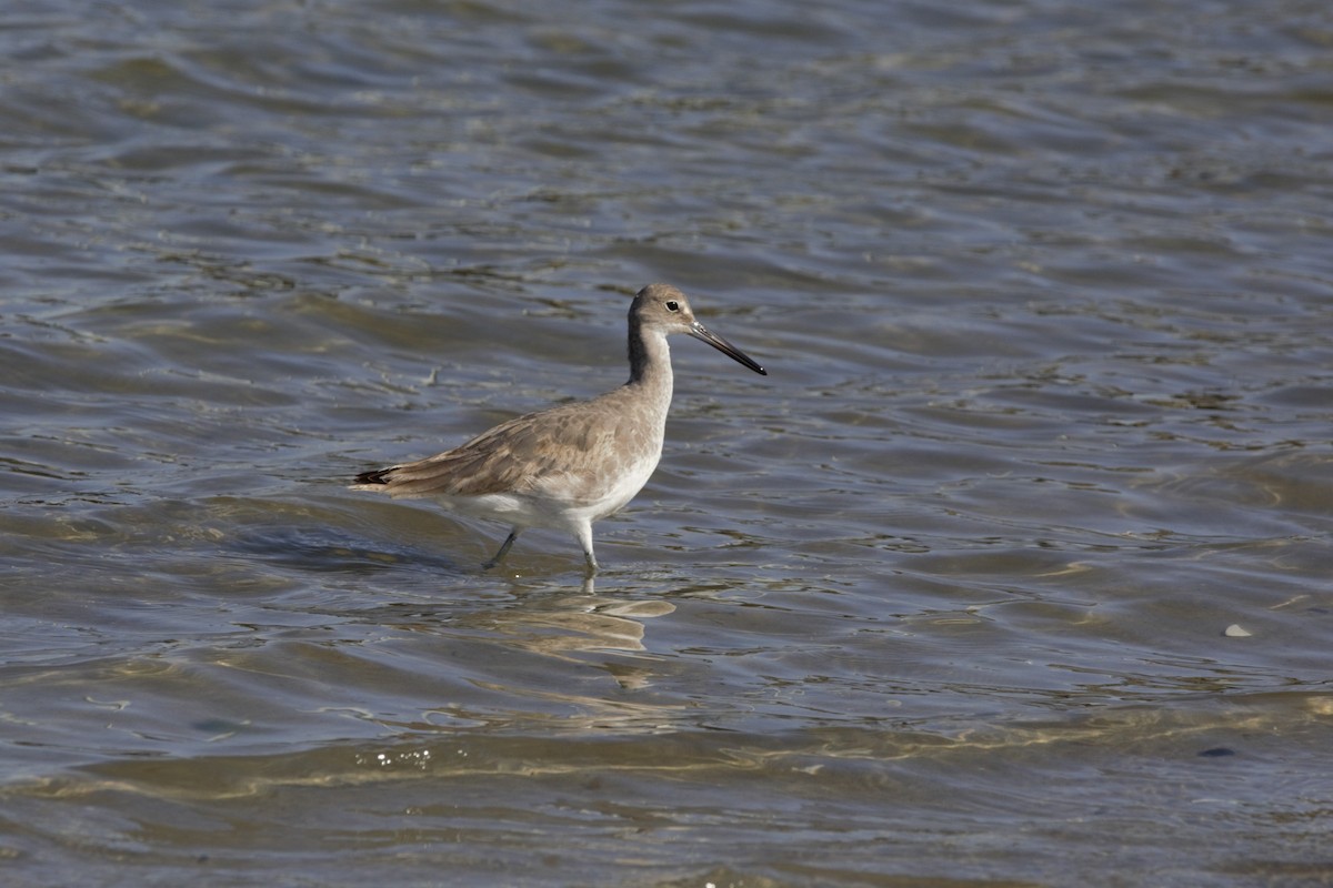 Willet (Western) - ML642716360