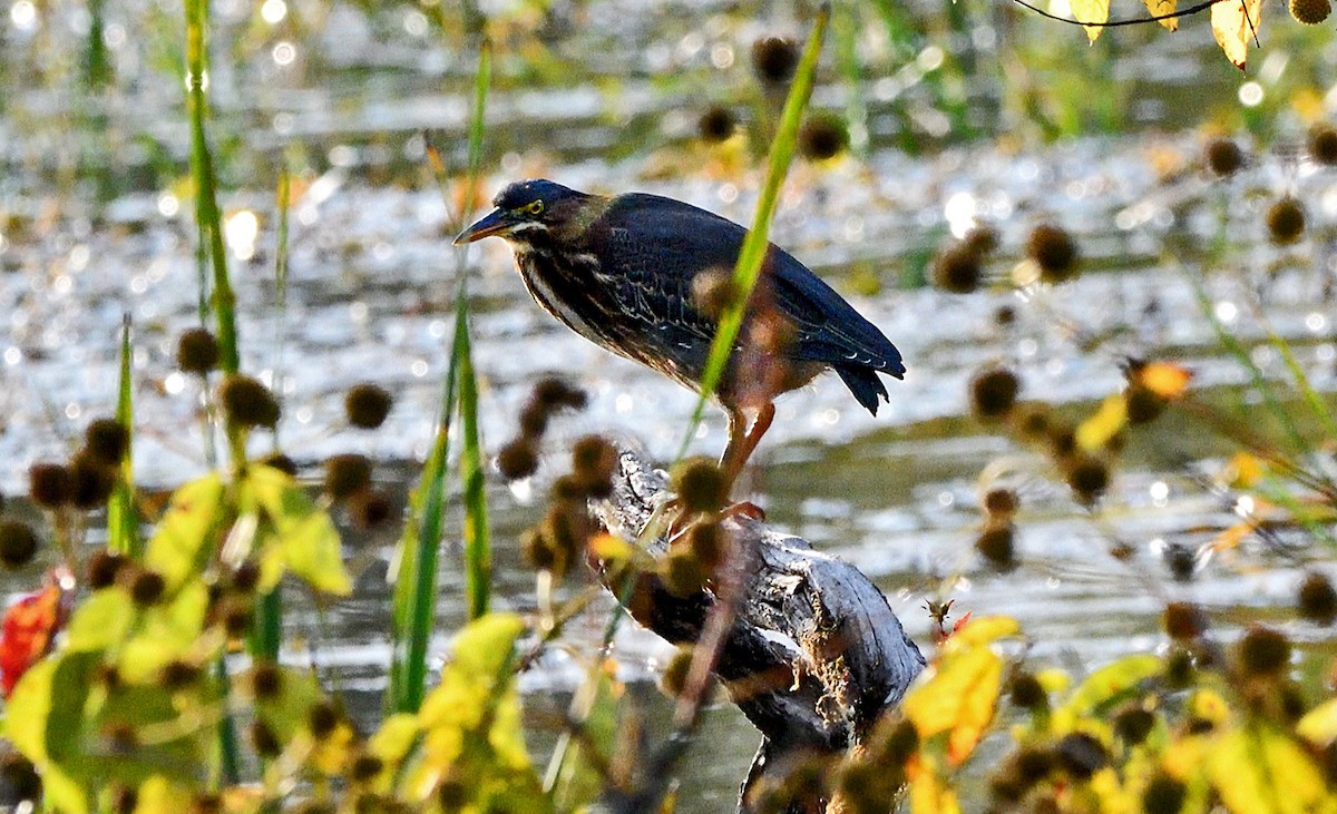 Green Heron - ML642716363