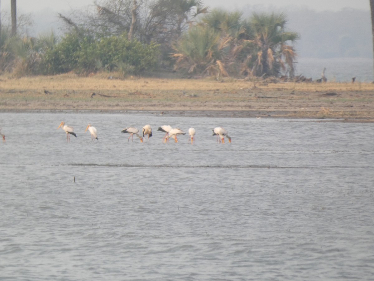 Yellow-billed Stork - ML642716365