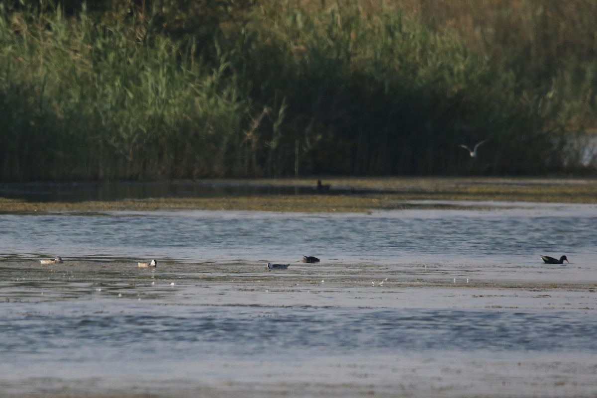 Cotton Pygmy-Goose - ML642716366