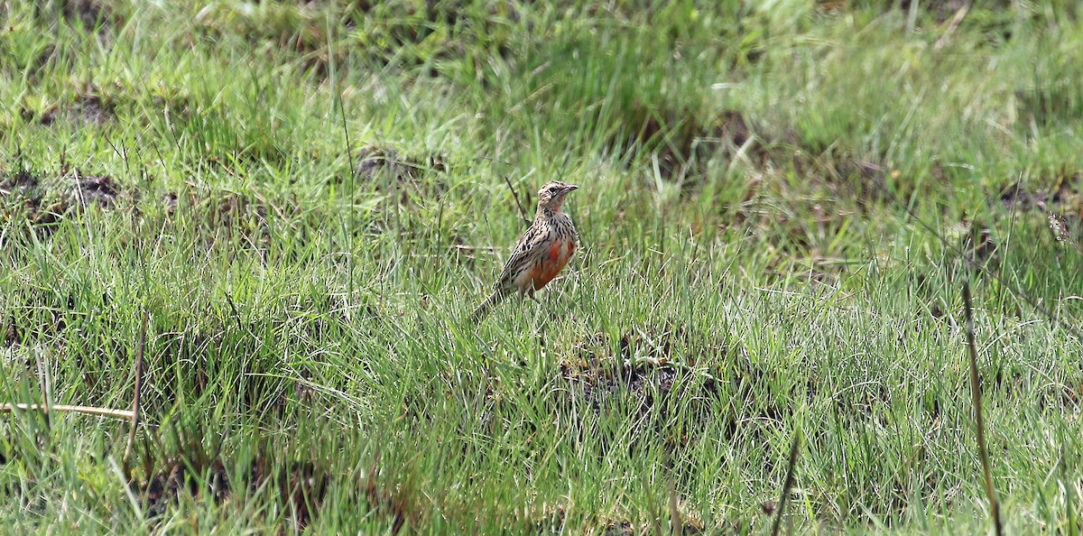Rosy-throated Longclaw - ML642716367