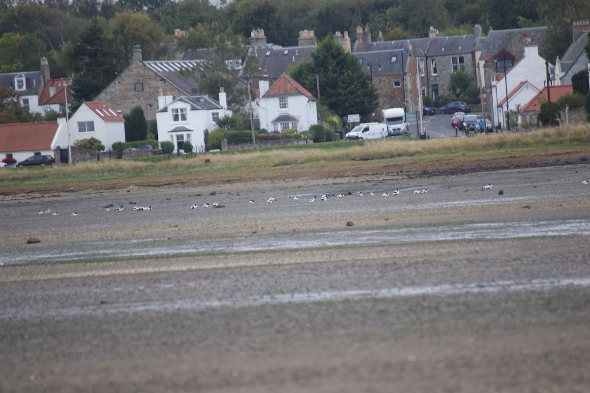 Common Shelduck - ML642716373