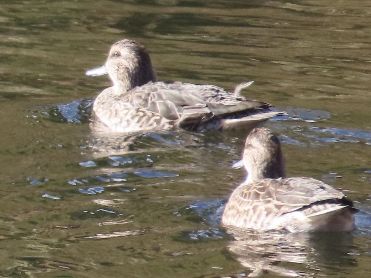 Green-winged Teal - ML642716395