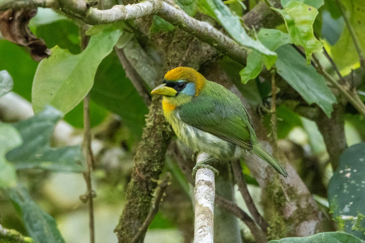 Red-headed Barbet - ML642716405