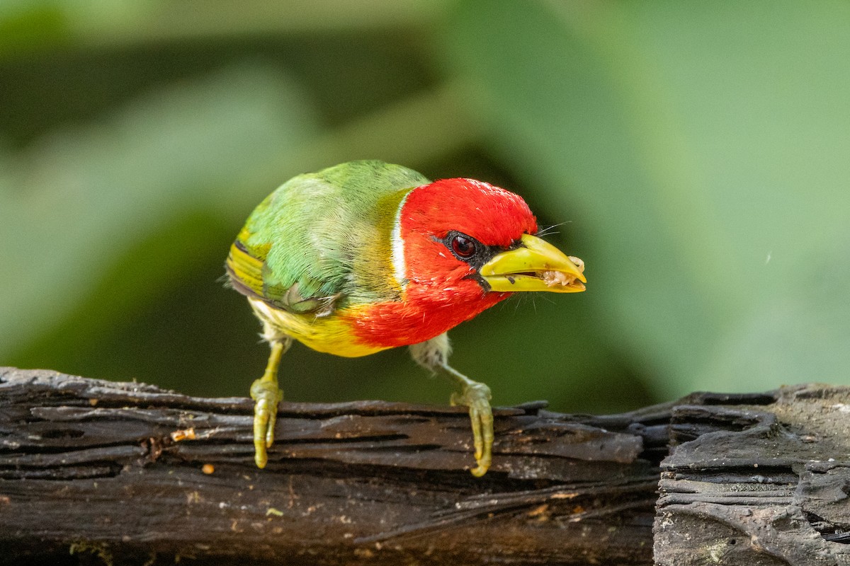 Red-headed Barbet - ML642716406