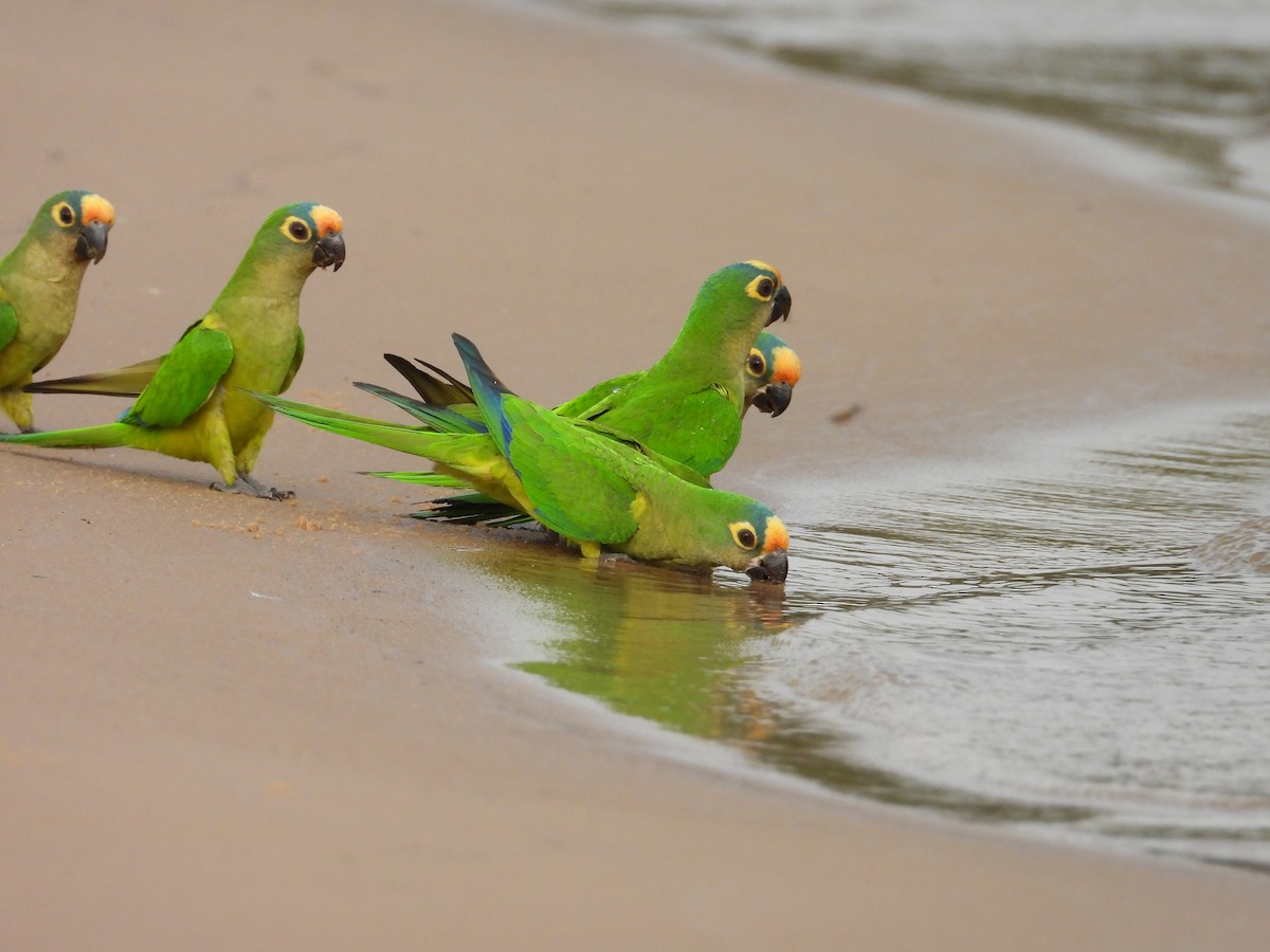 Peach-fronted Parakeet - ML642716407