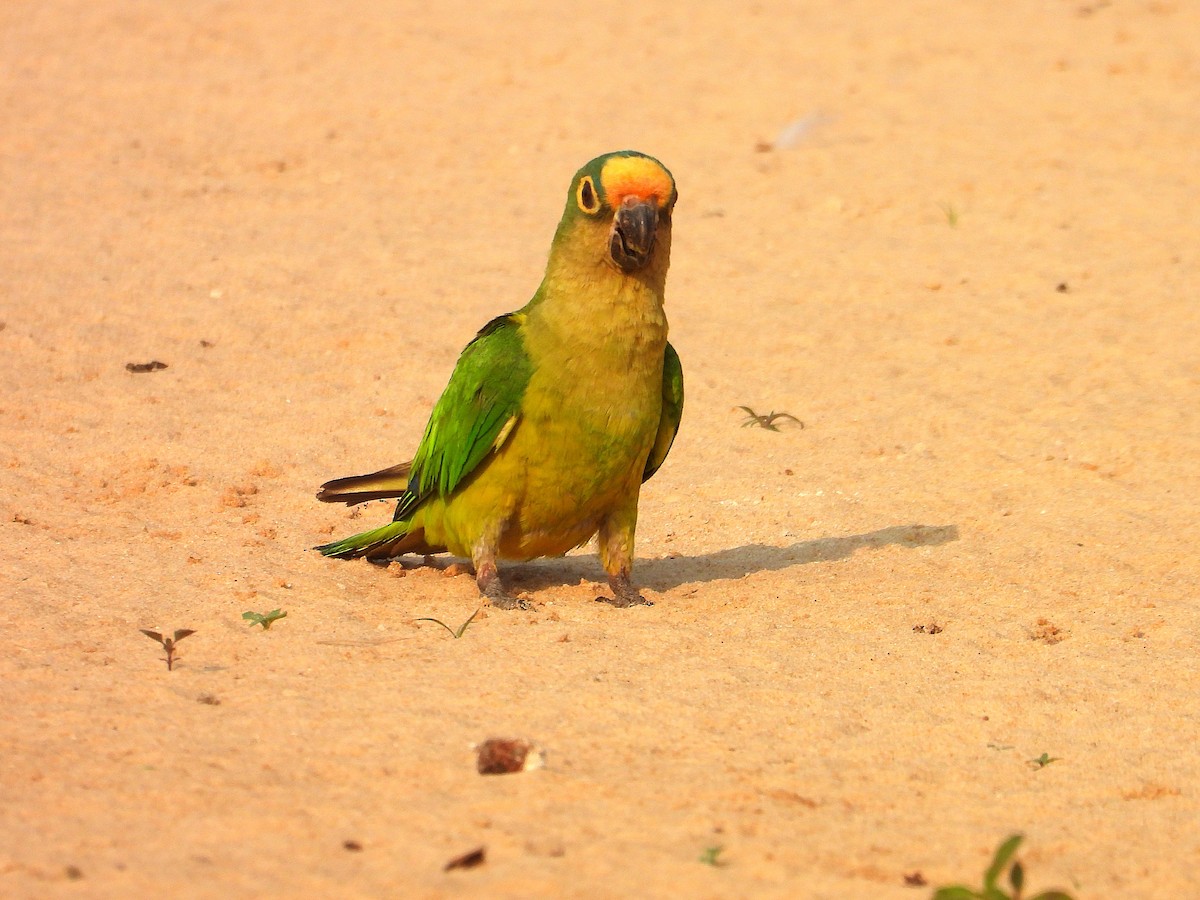 Peach-fronted Parakeet - ML642716408