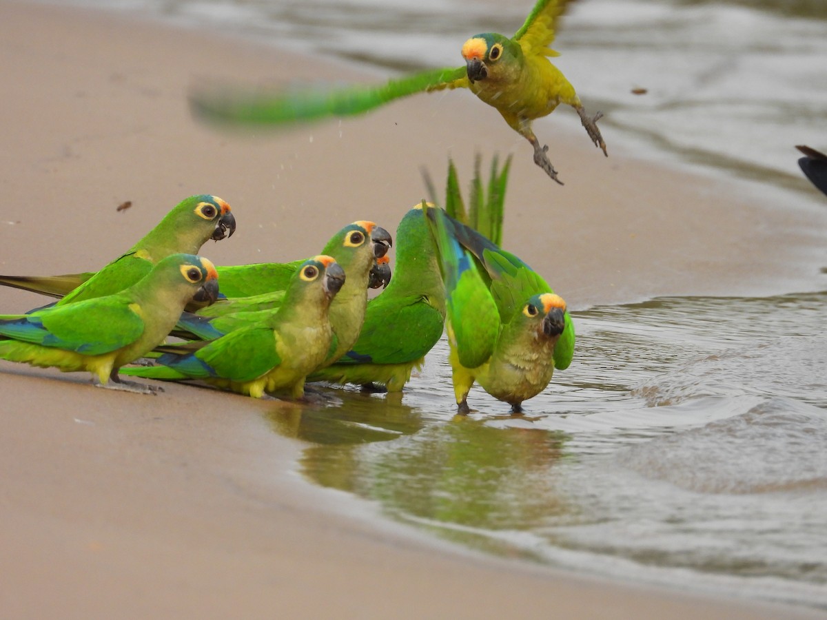 Peach-fronted Parakeet - ML642716409
