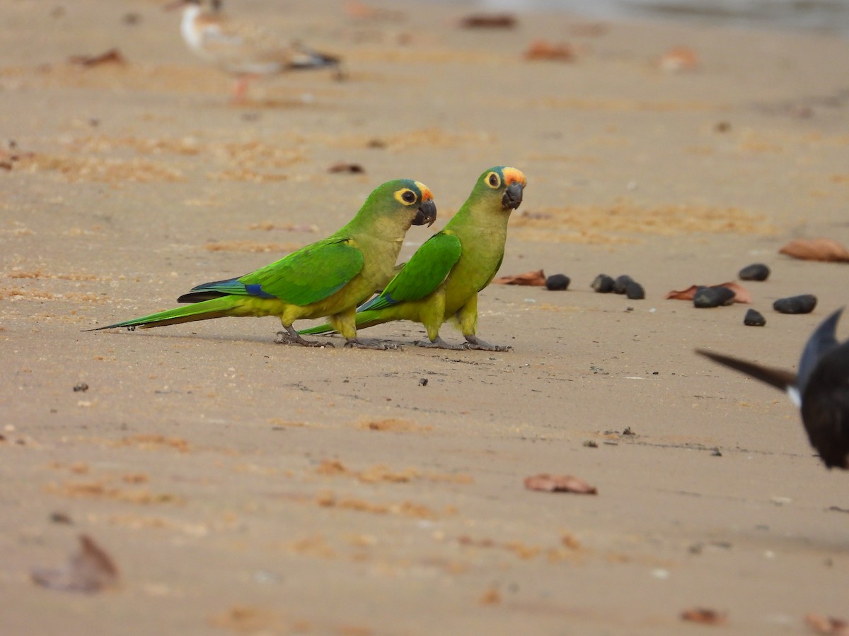 Peach-fronted Parakeet - ML642716410
