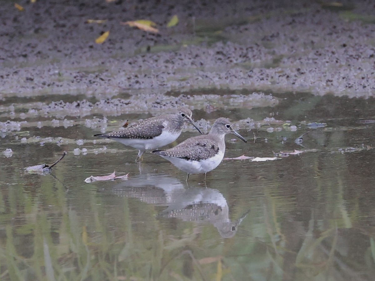 Solitary Sandpiper - ML642716412