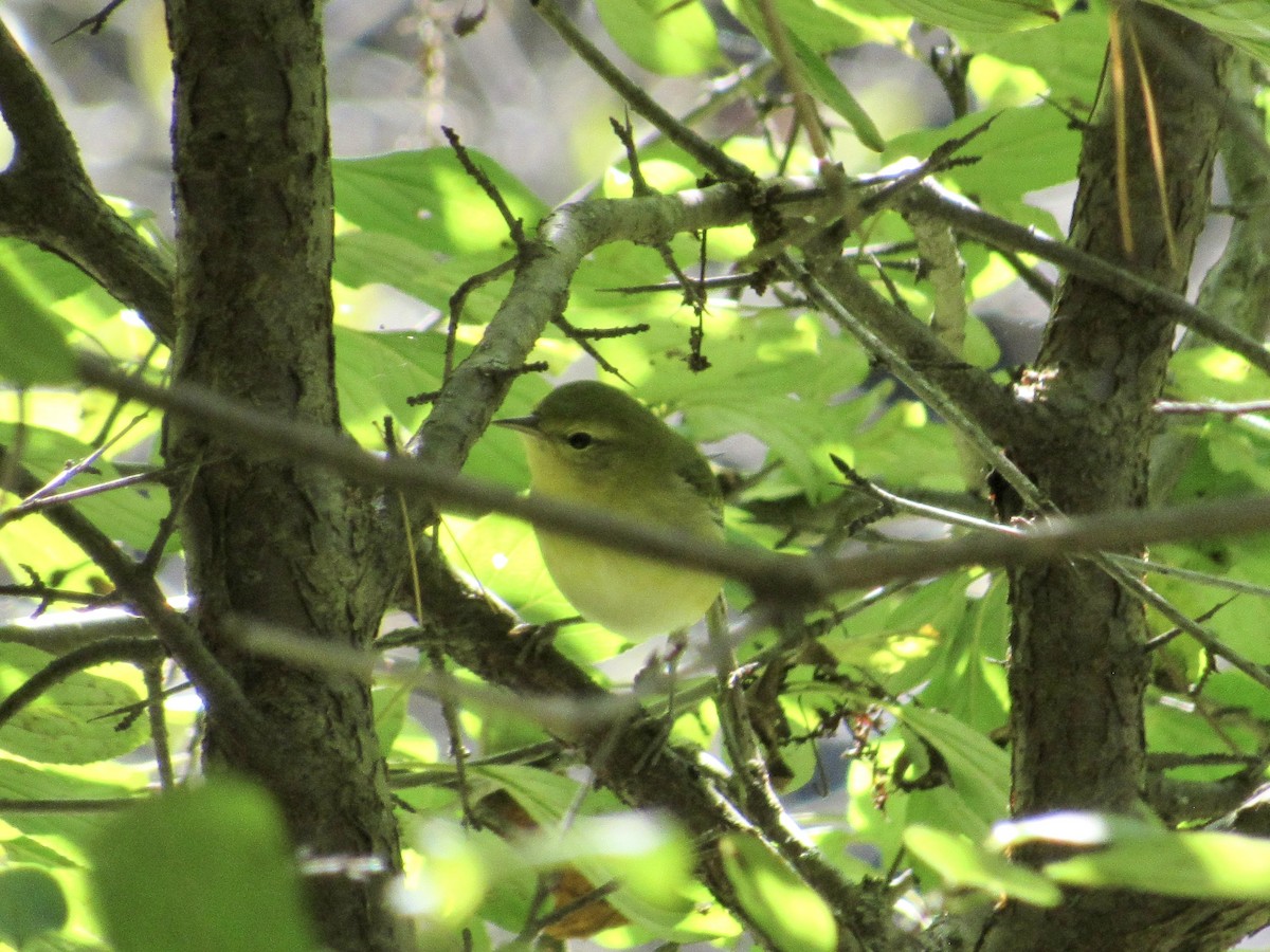 Tennessee Warbler - ML642716416