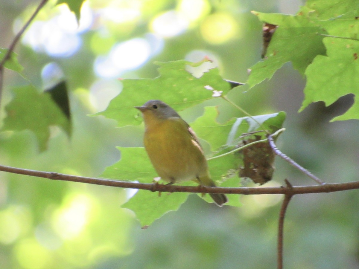 Nashville Warbler - ML642716427