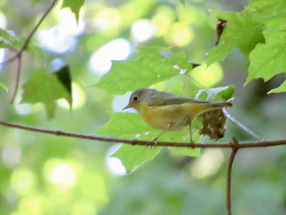 Nashville Warbler - ML642716428