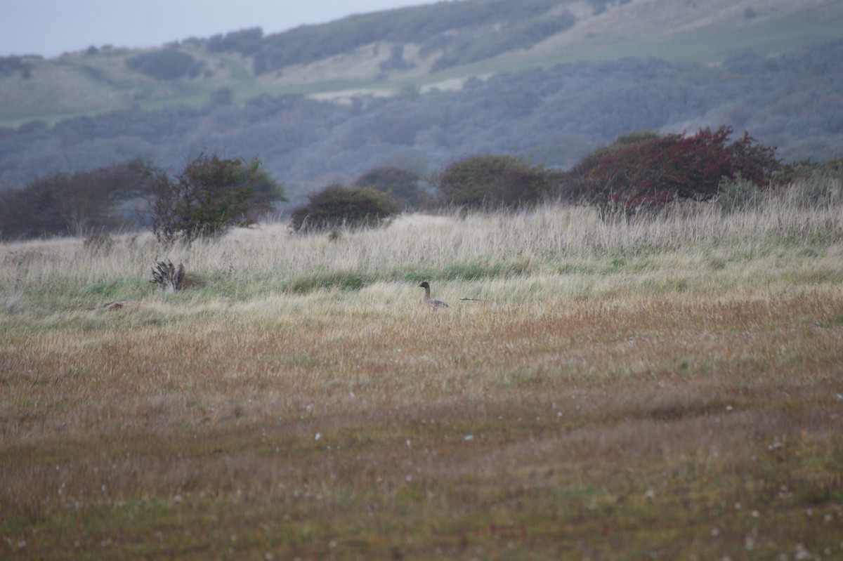 Pink-footed Goose - ML642716433