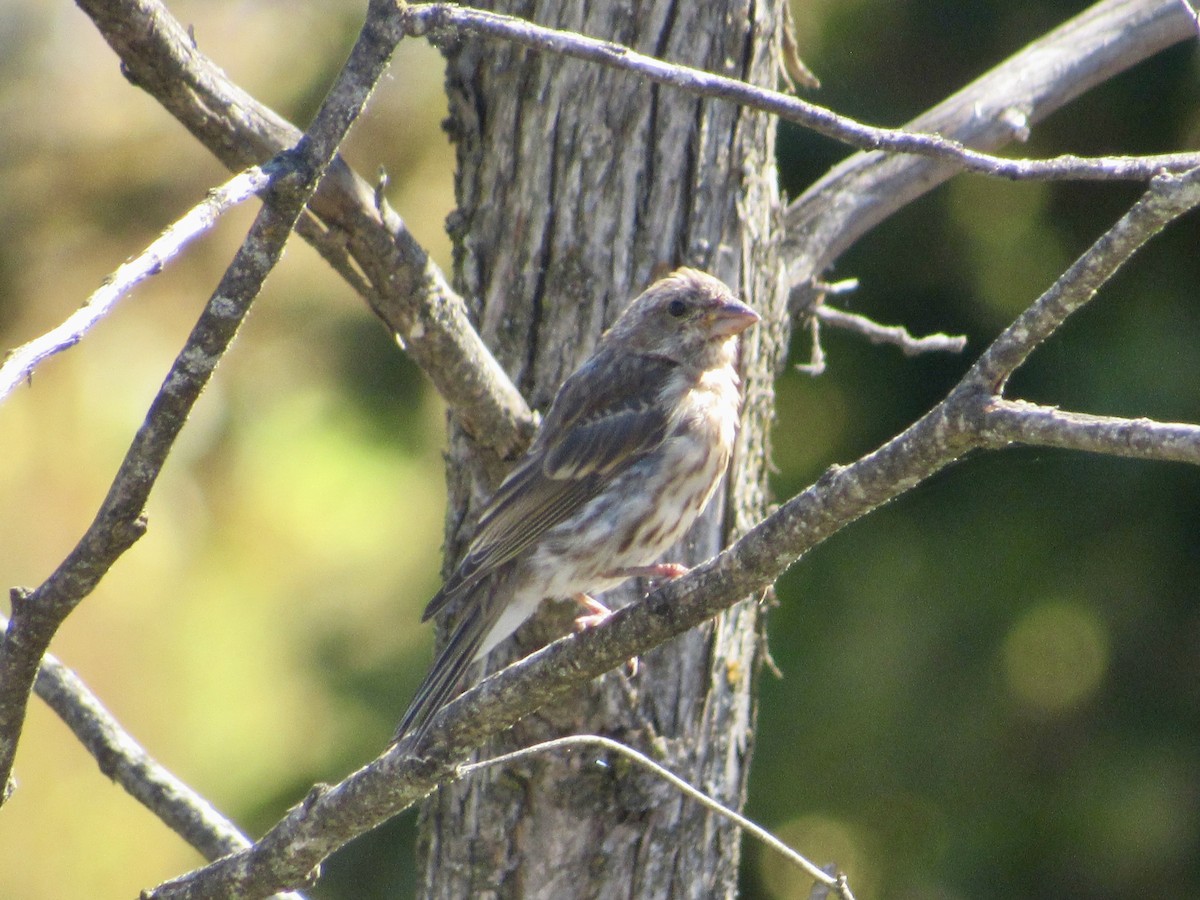 Purple Finch - ML642716445