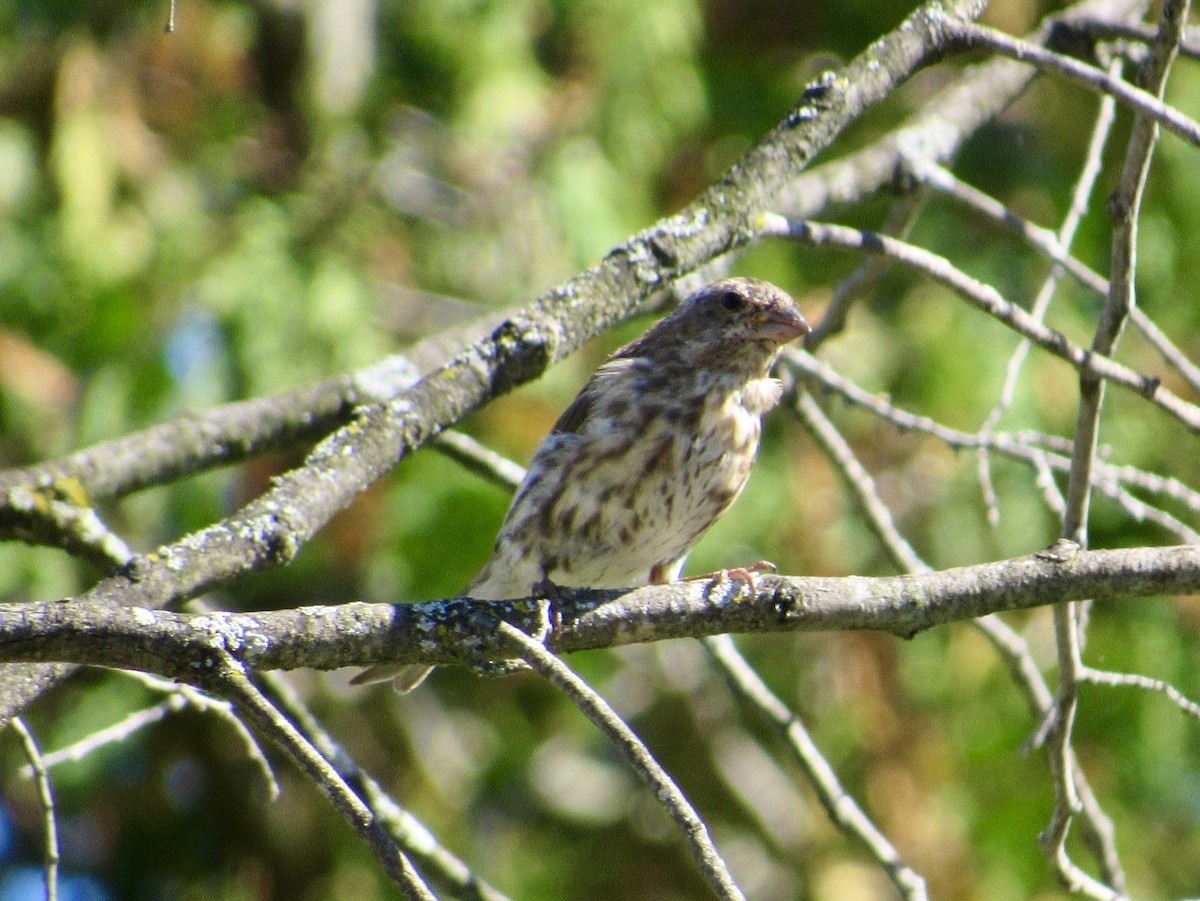 Purple Finch - ML642716446