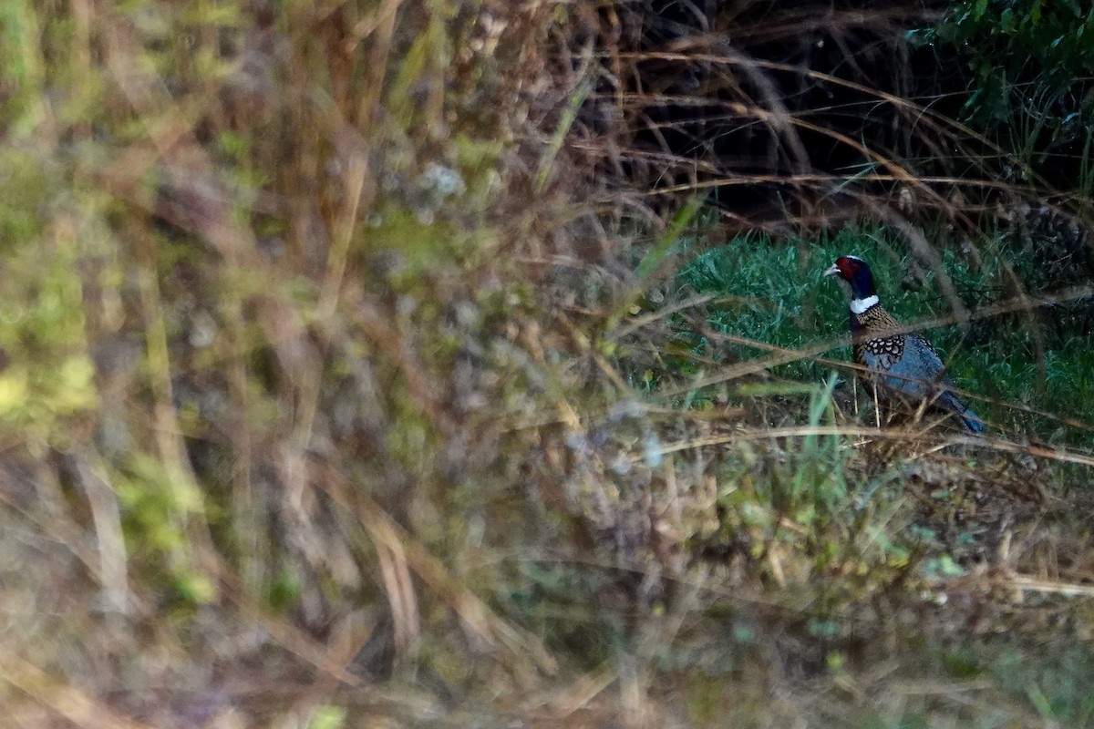 Ring-necked Pheasant - ML642716475