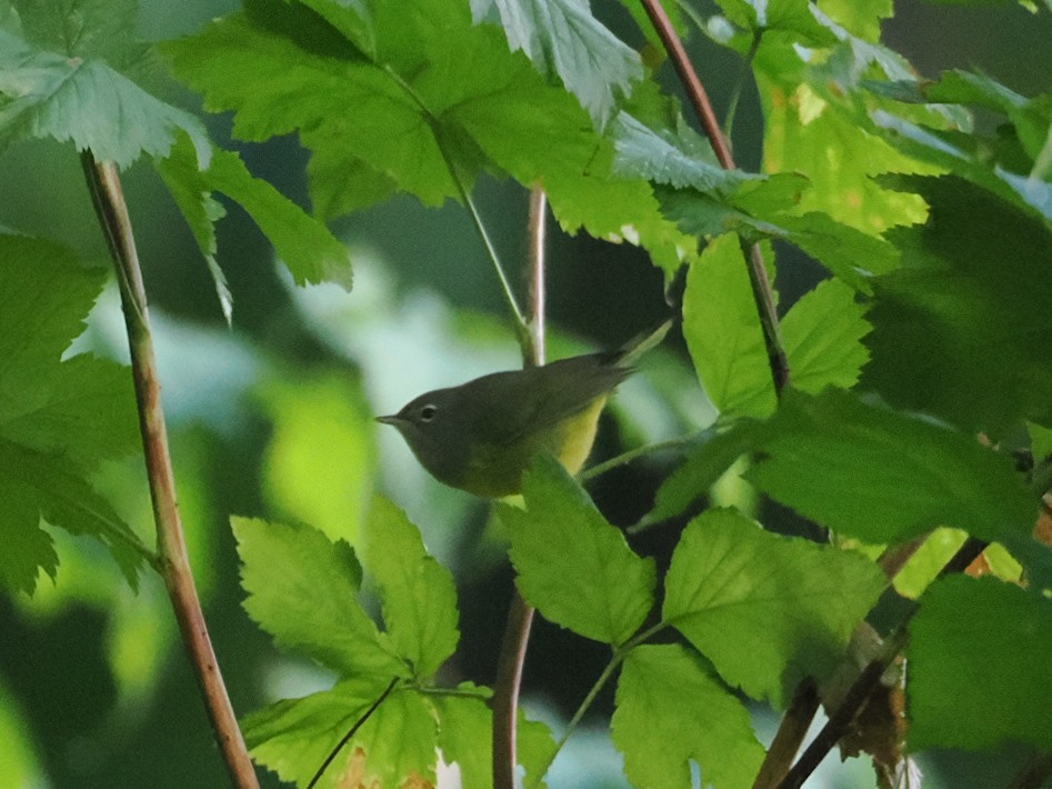 MacGillivray's Warbler - ML642716480