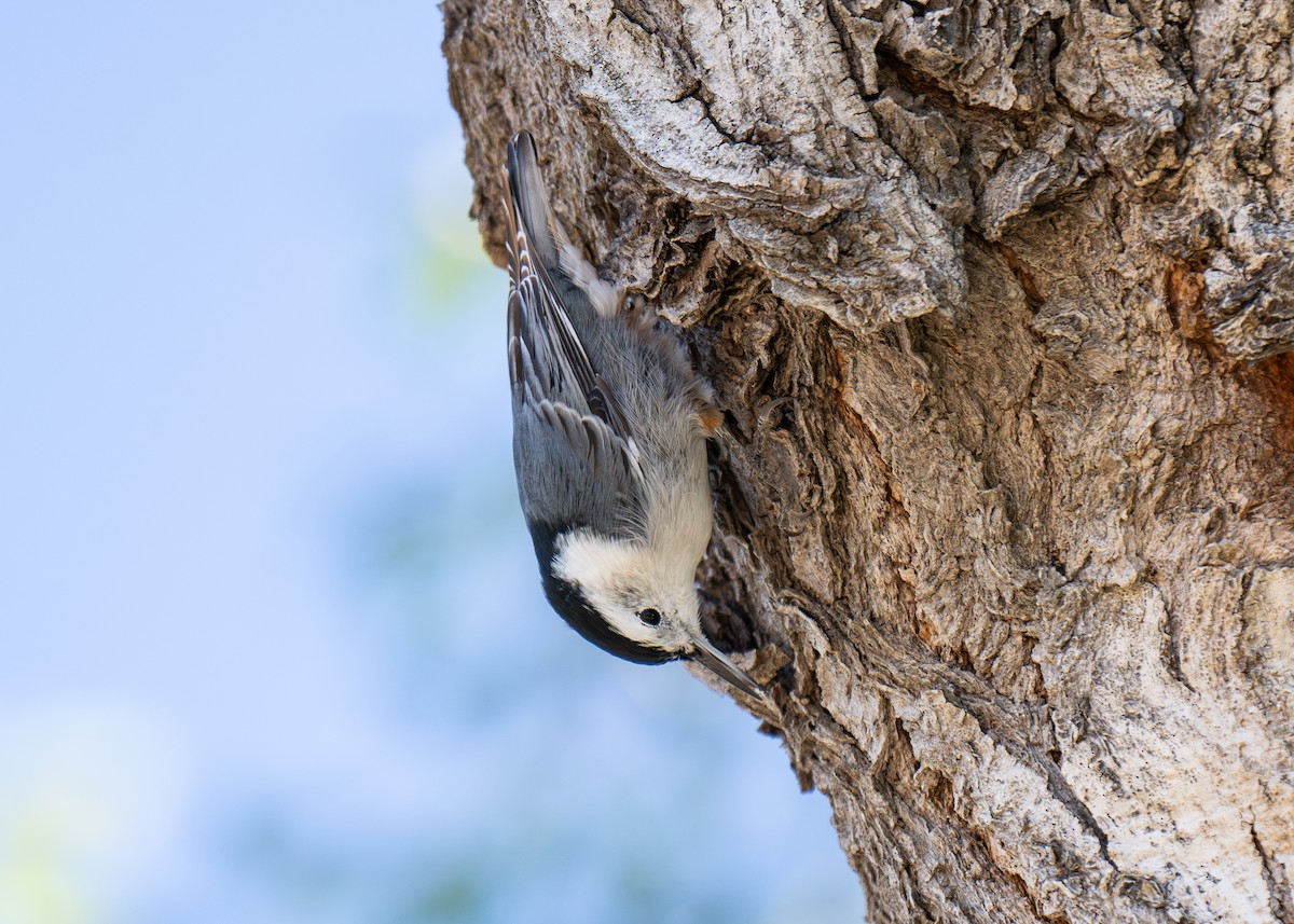 White-breasted Nuthatch - ML642716500