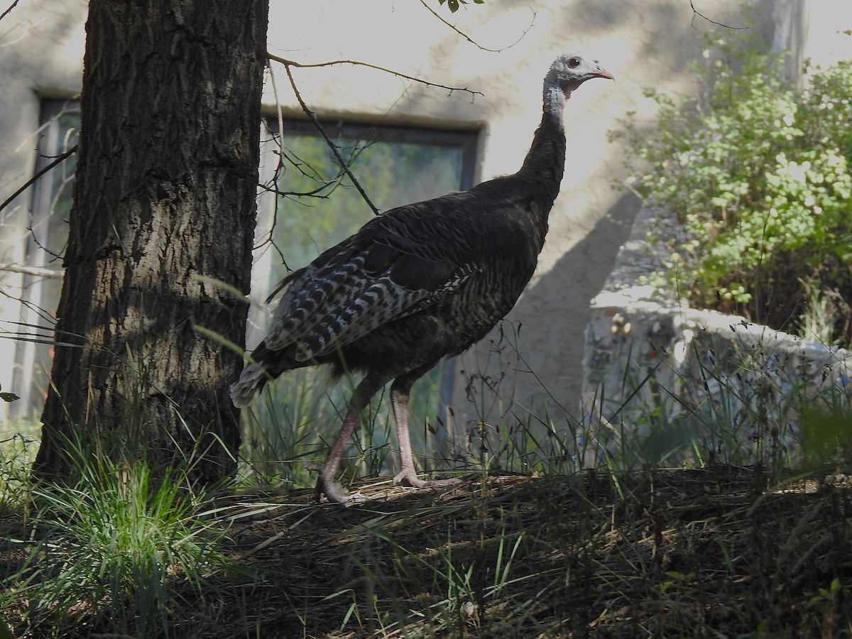 Wild Turkey - ML642716532