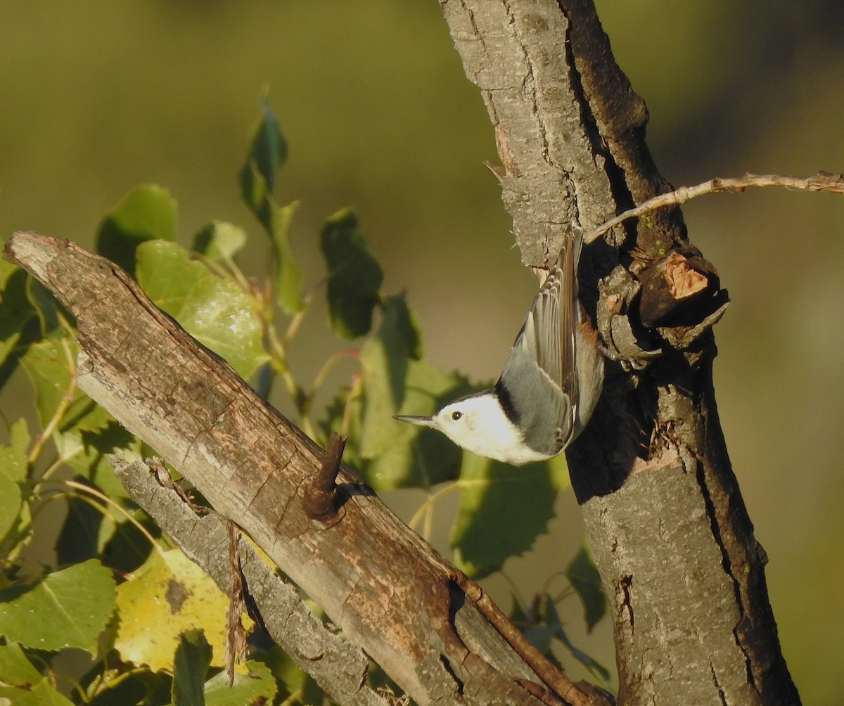 White-breasted Nuthatch (Interior West) - ML642716546