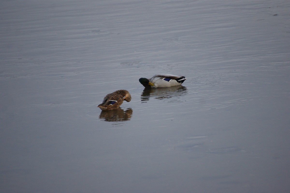 Mallard - ML642716552