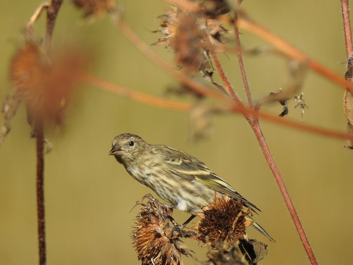 Pine Siskin - ML642716558
