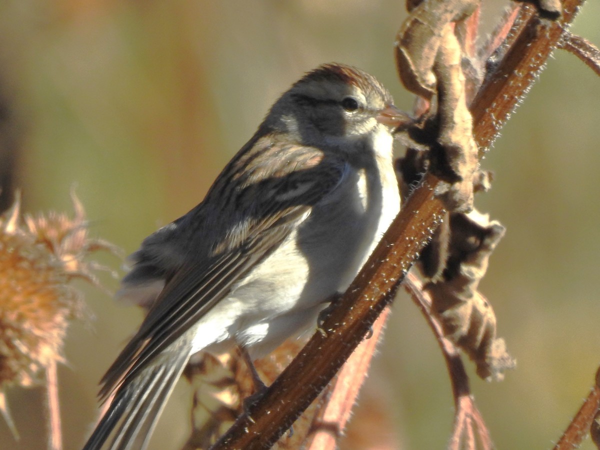 Chipping Sparrow - ML642716571