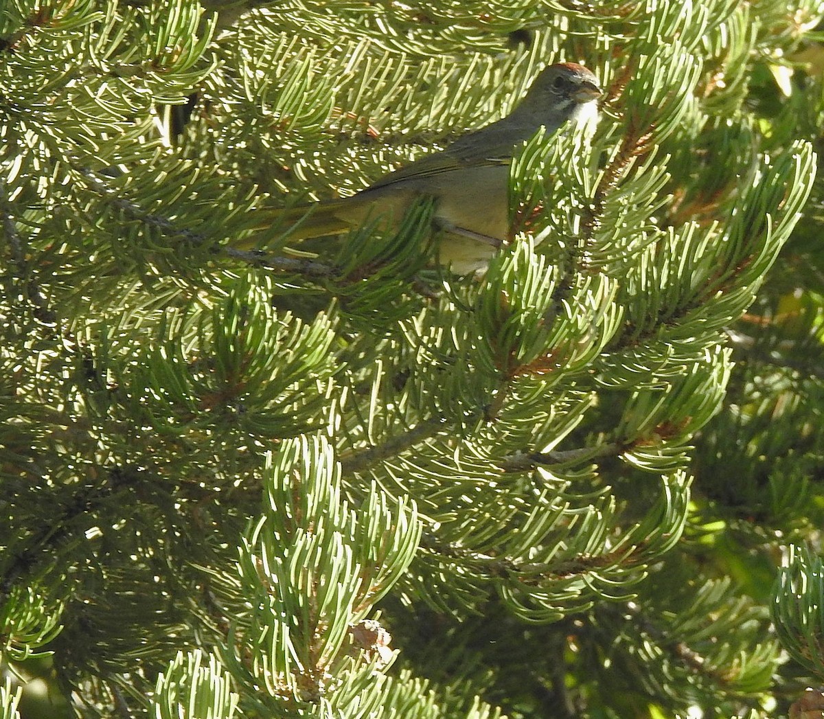 Green-tailed Towhee - ML642716584