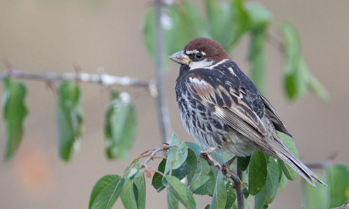 Spanish Sparrow - ML642716592