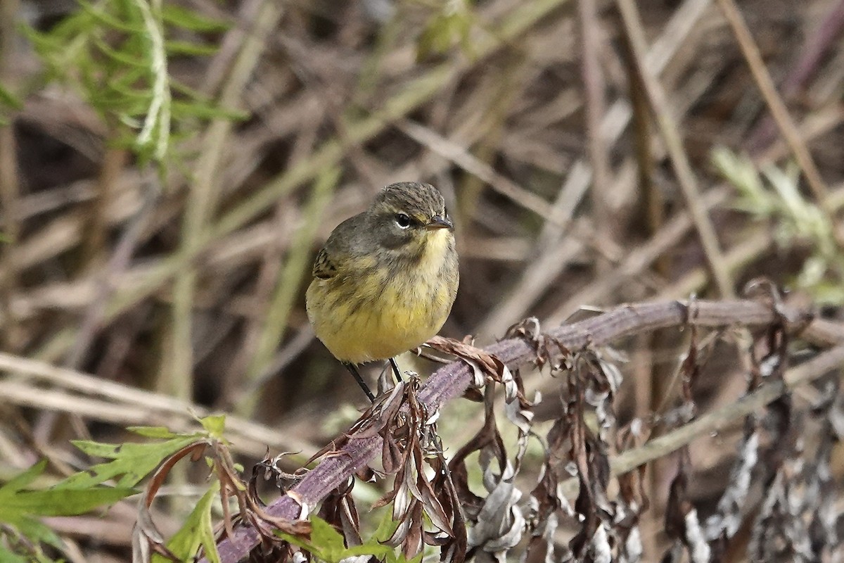 Palm Warbler - ML642716607