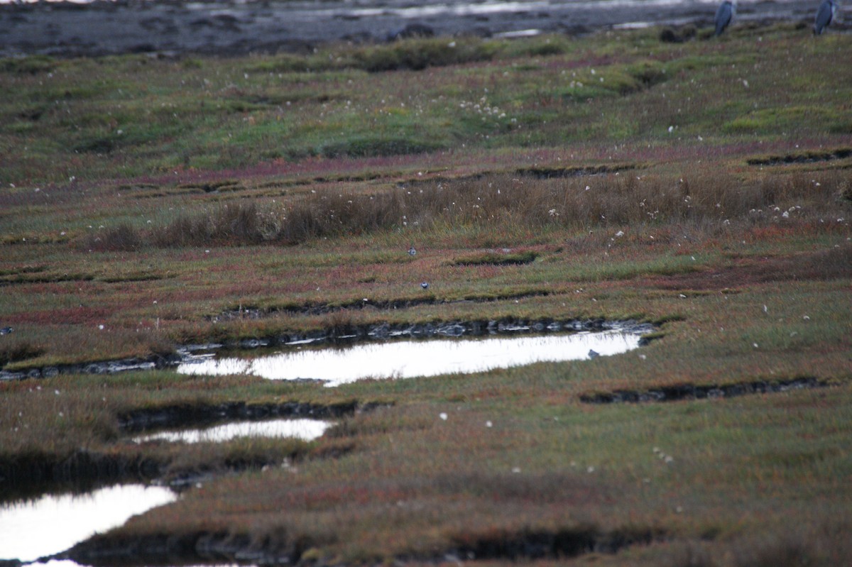 White Wagtail (British) - ML642716645