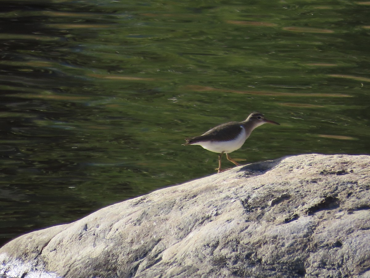 Spotted Sandpiper - ML642716656
