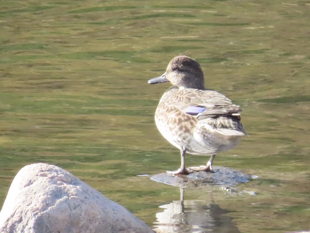 Green-winged Teal - ML642716673