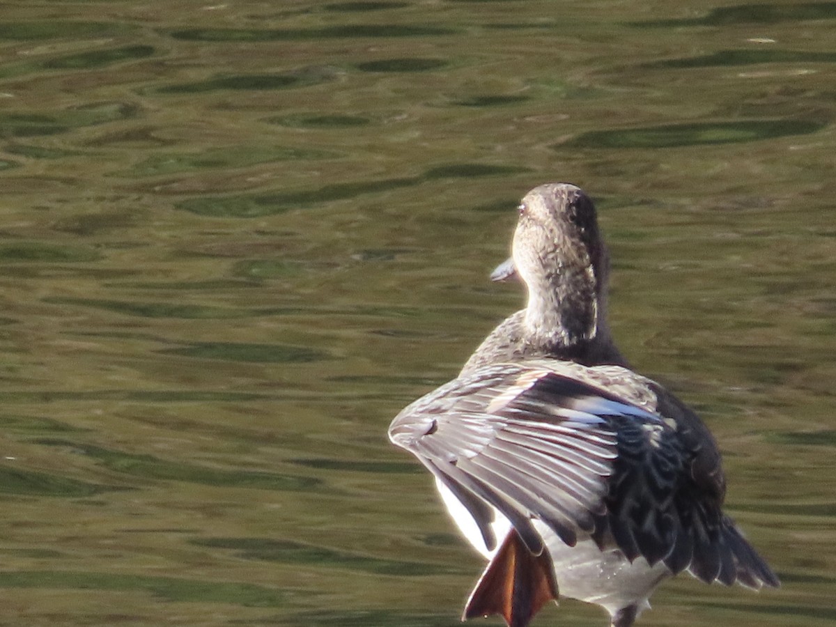 Green-winged Teal - ML642716674