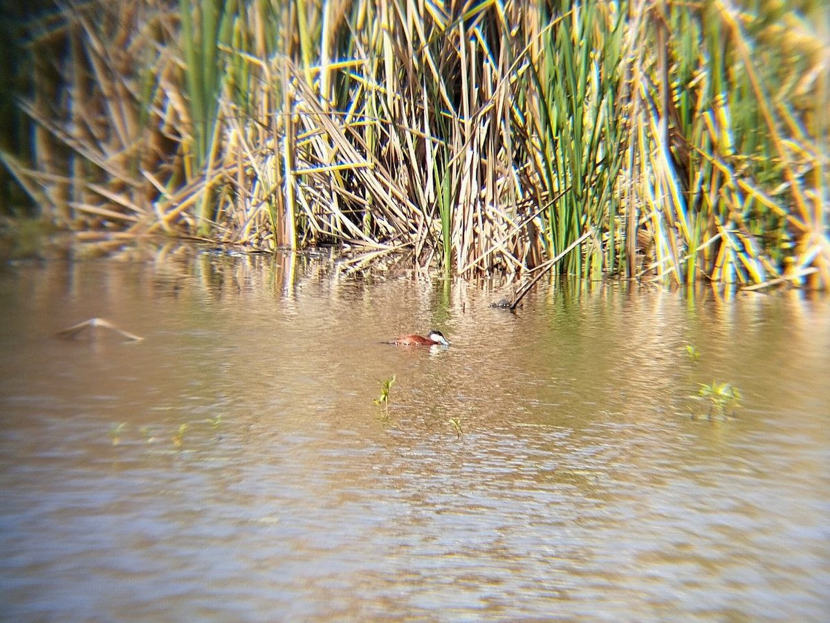 Ruddy Duck - ML642716675