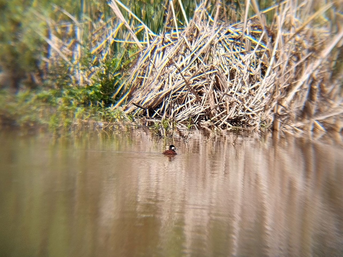 Ruddy Duck - ML642716677