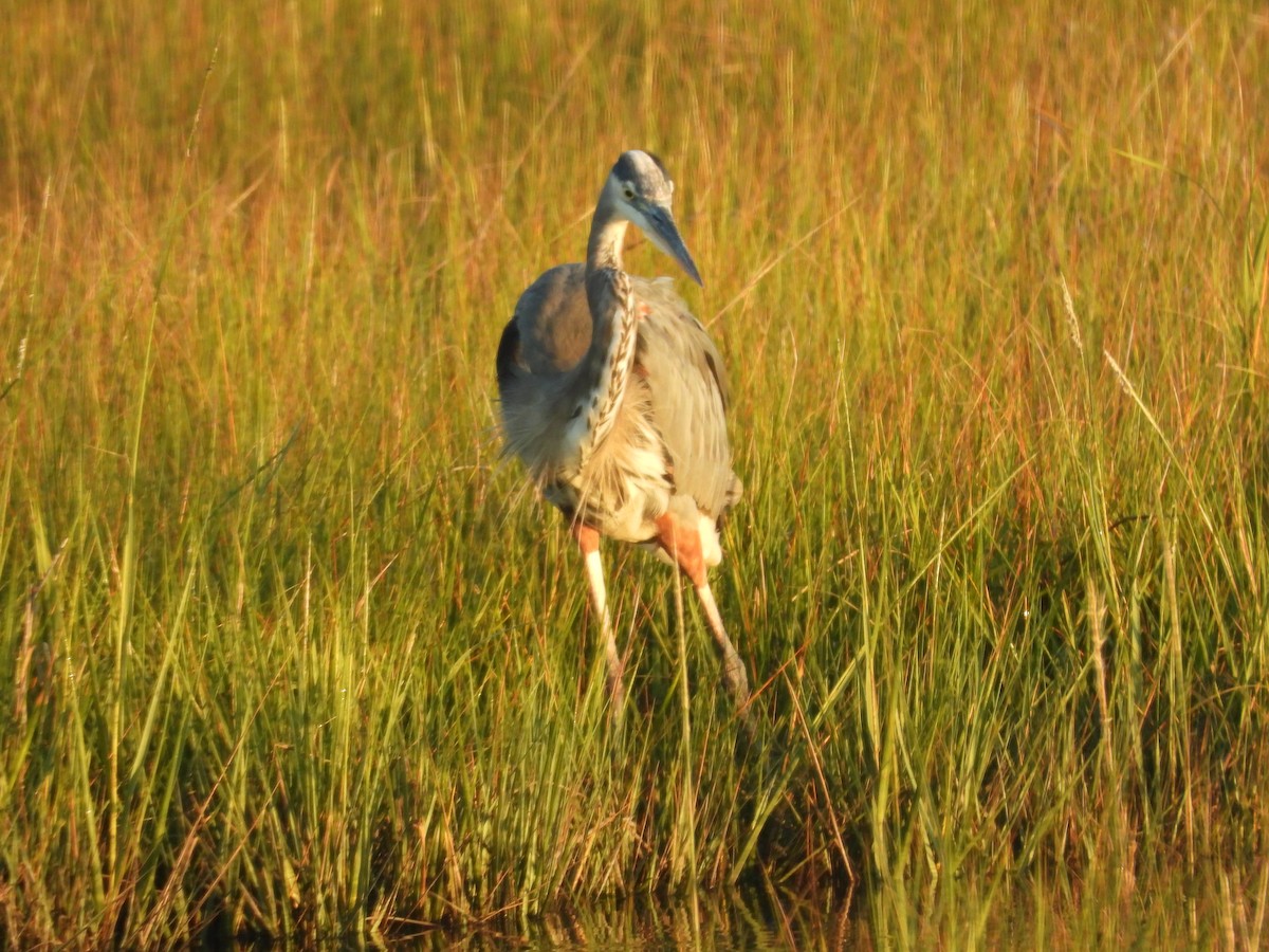 volavka tříbarvá - ML642716680