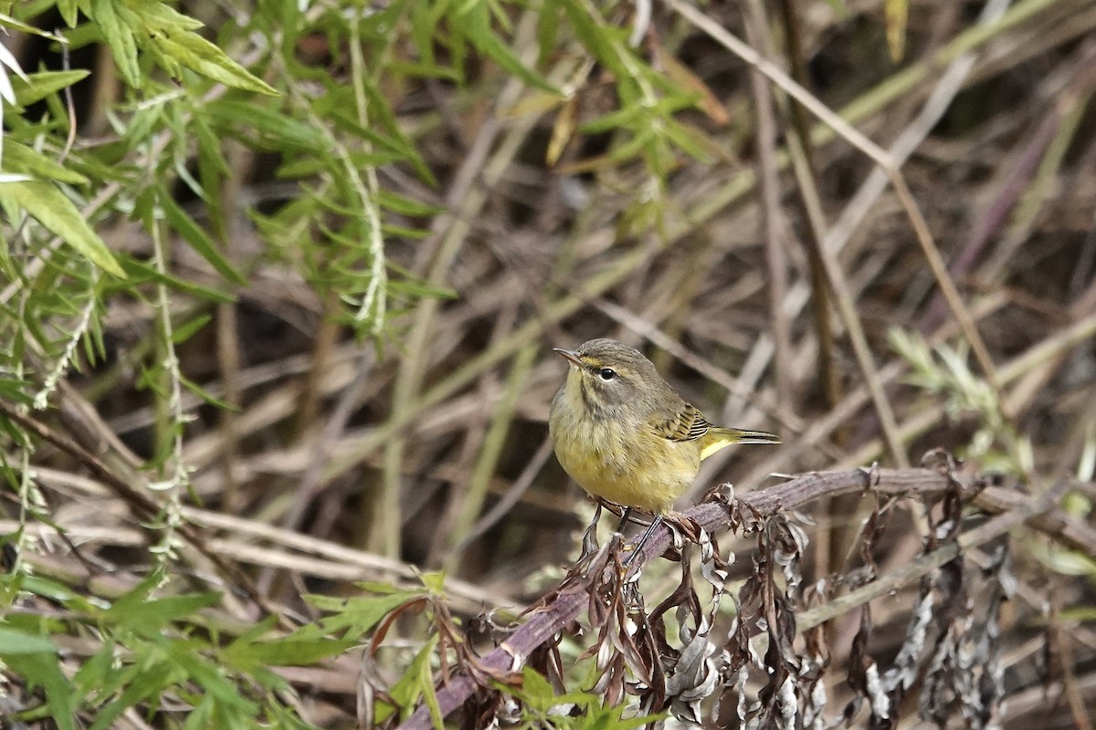 Palm Warbler - ML642716694