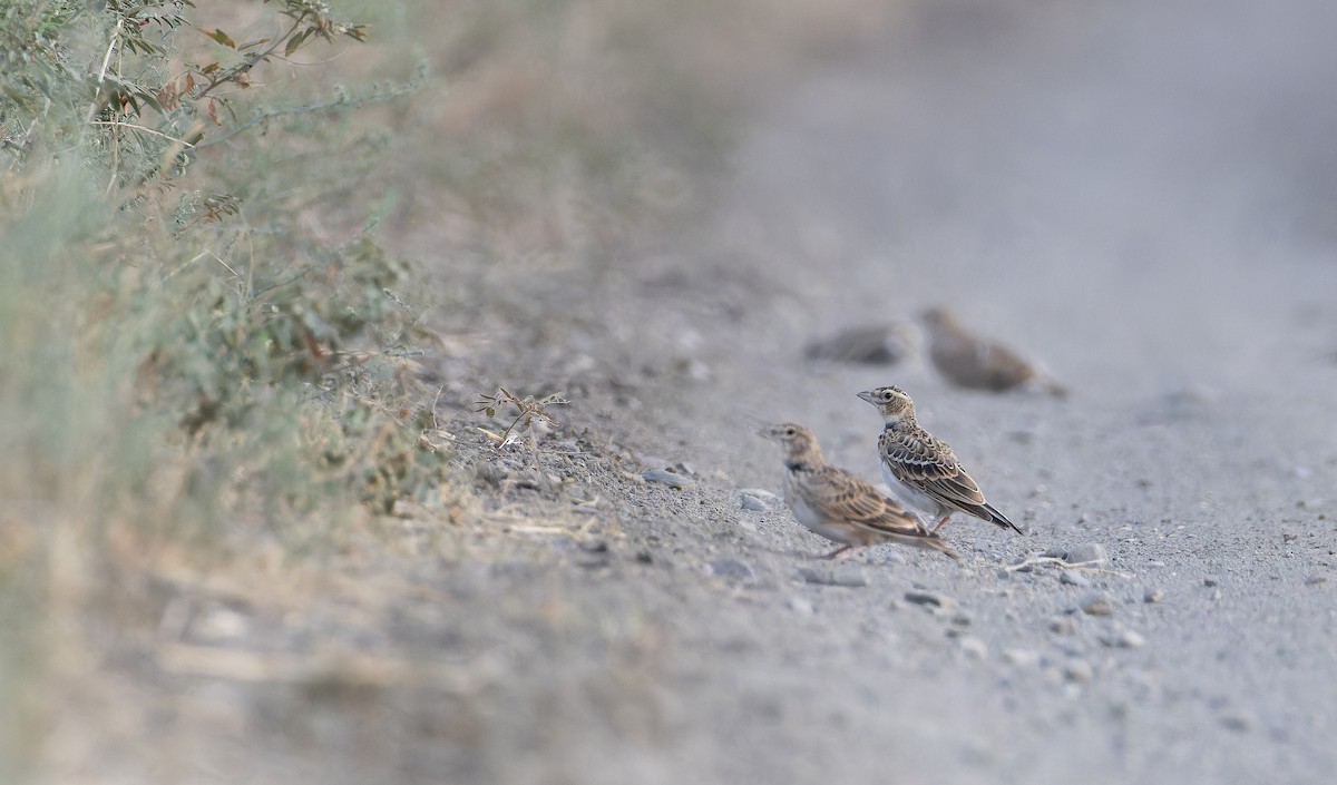 Calandra Lark - ML642716701