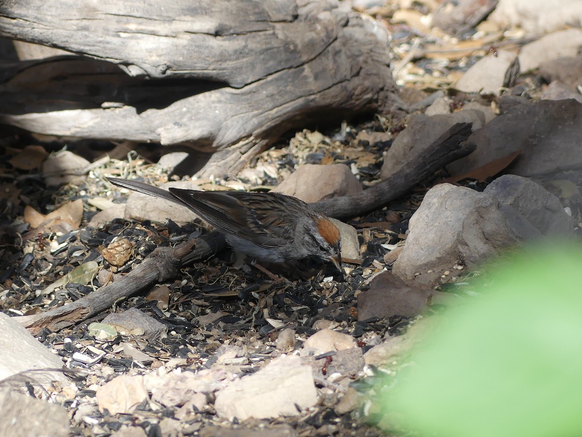 Rufous-crowned Sparrow - ML642716735